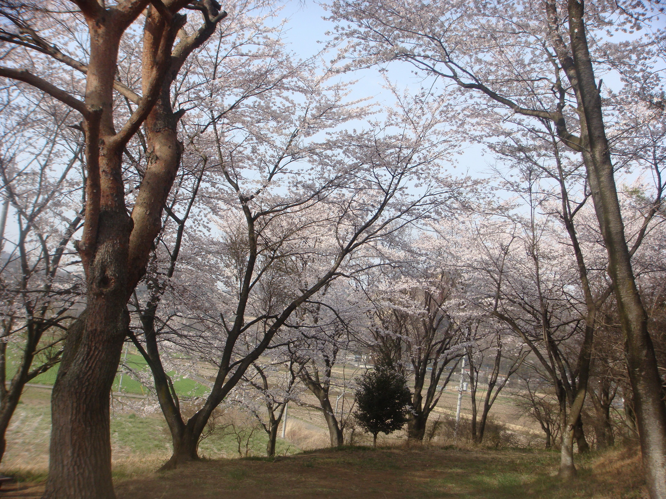 �{���Č����L