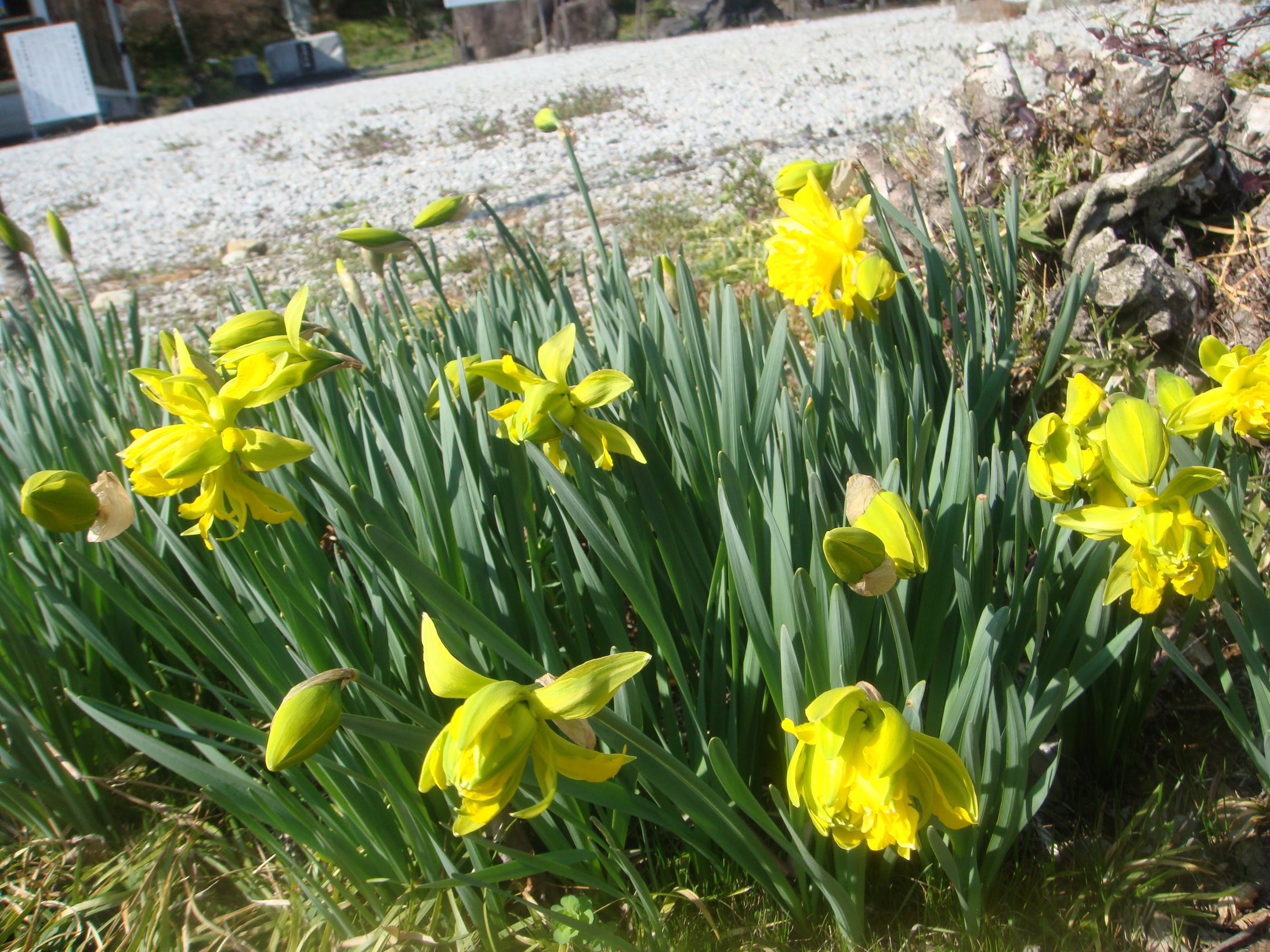 �{���Č����L