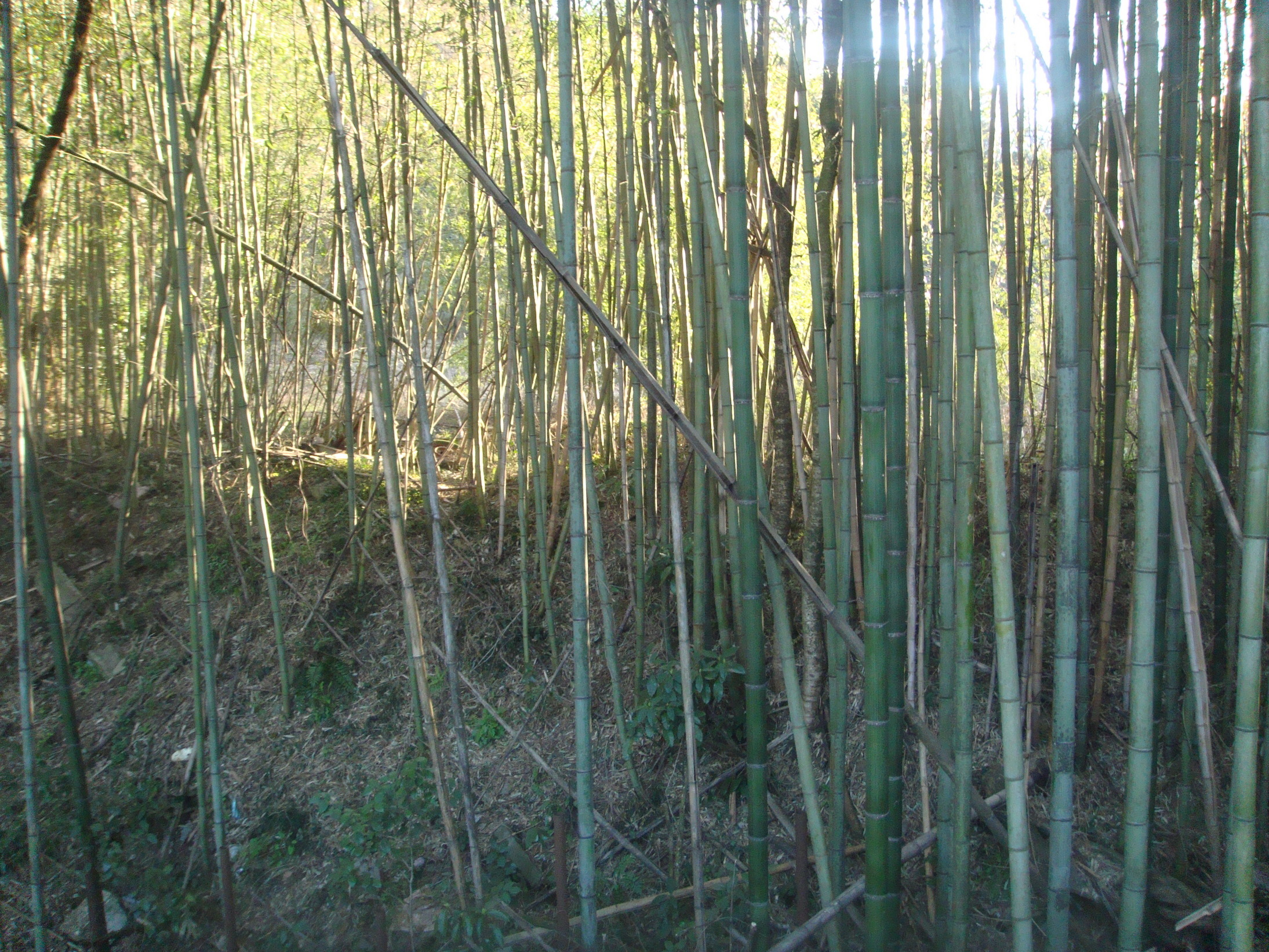 �{���Č����L