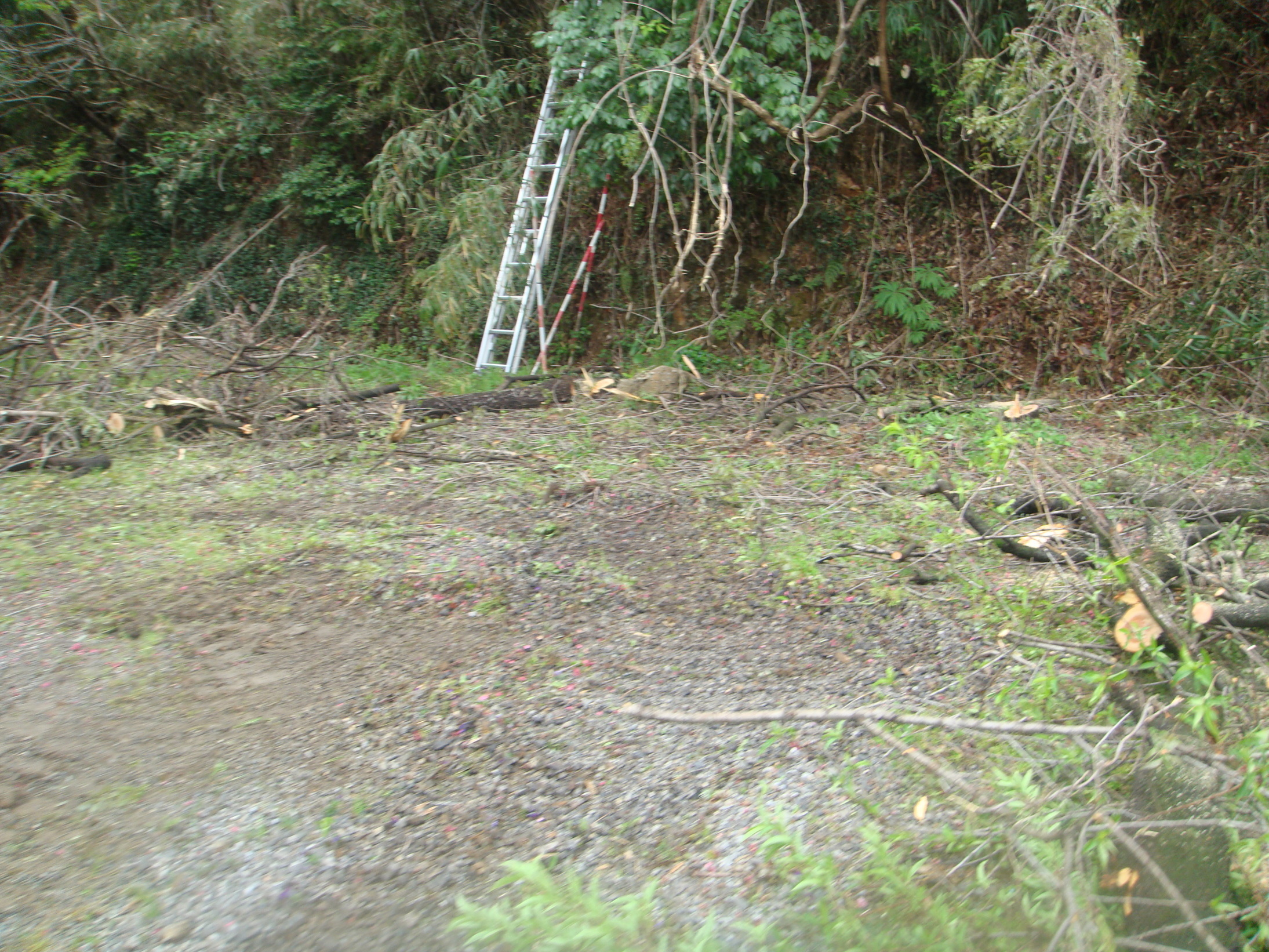 �{���Č����L