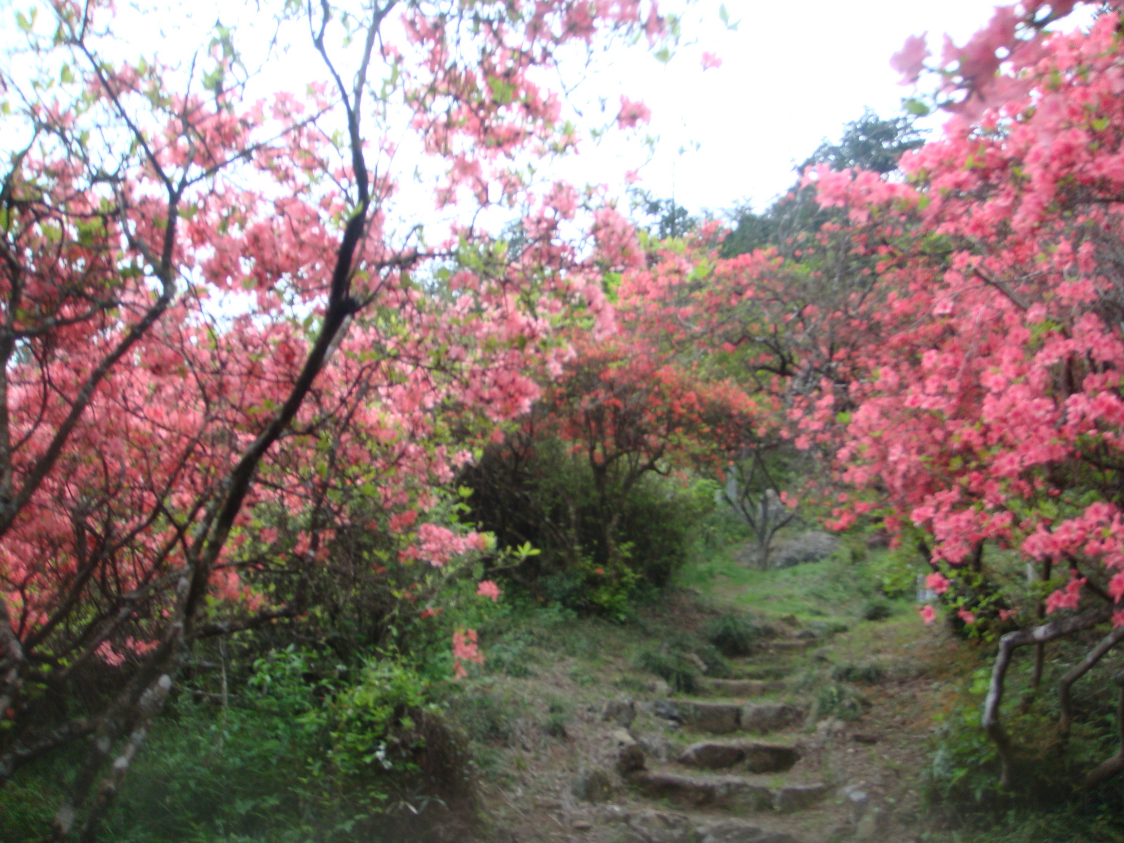 �{���Č����L