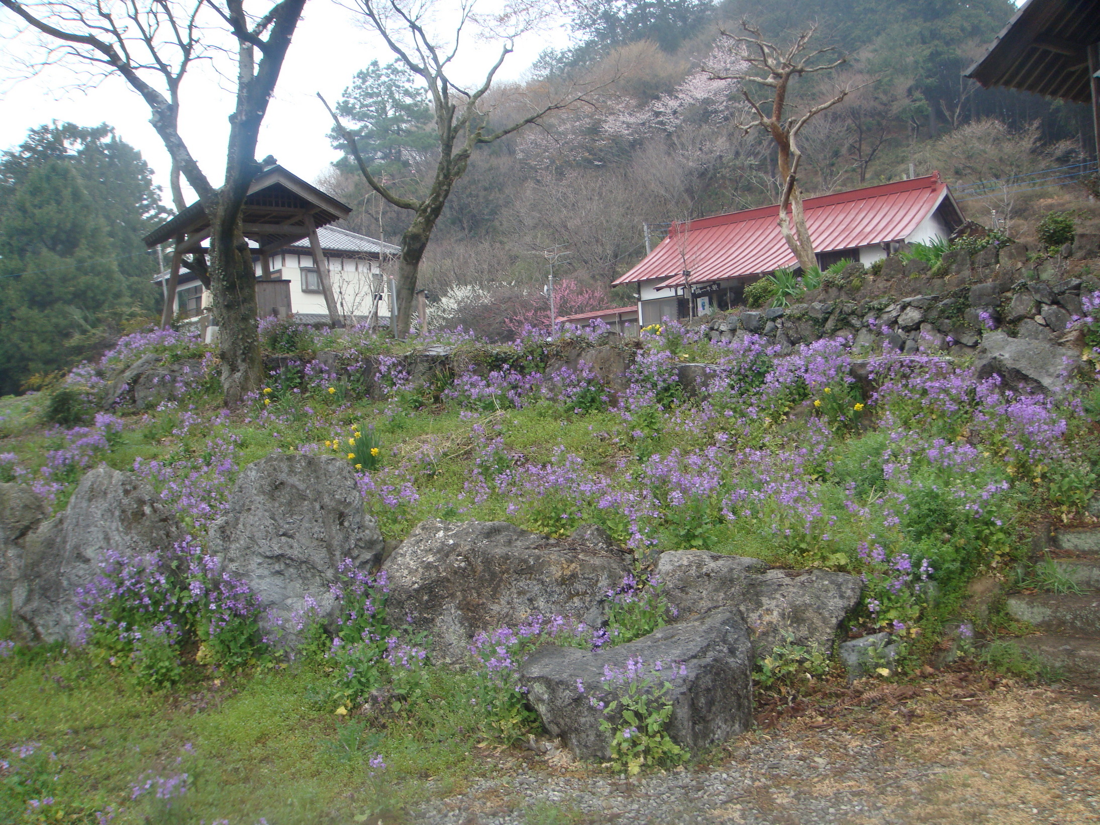 �{���Č����L