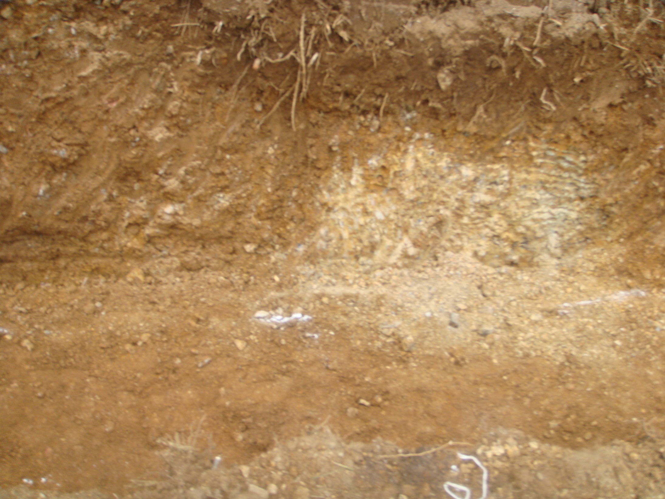 �{���Č����L