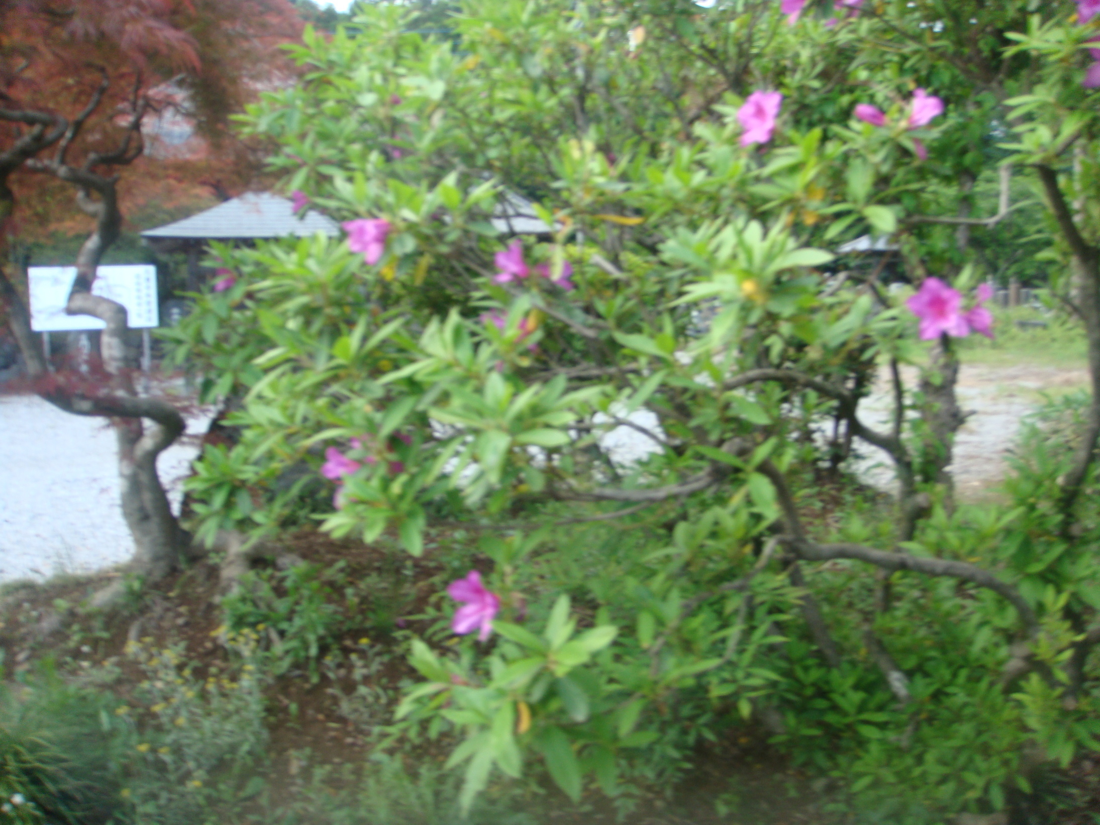 �{���Č����L