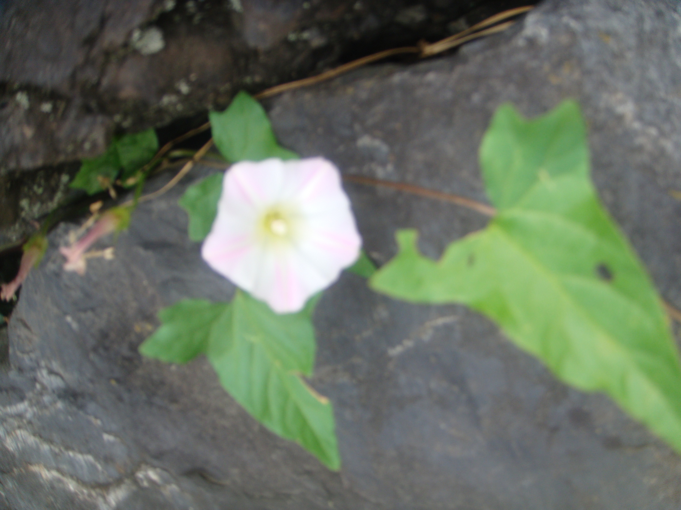 �{���Č����L