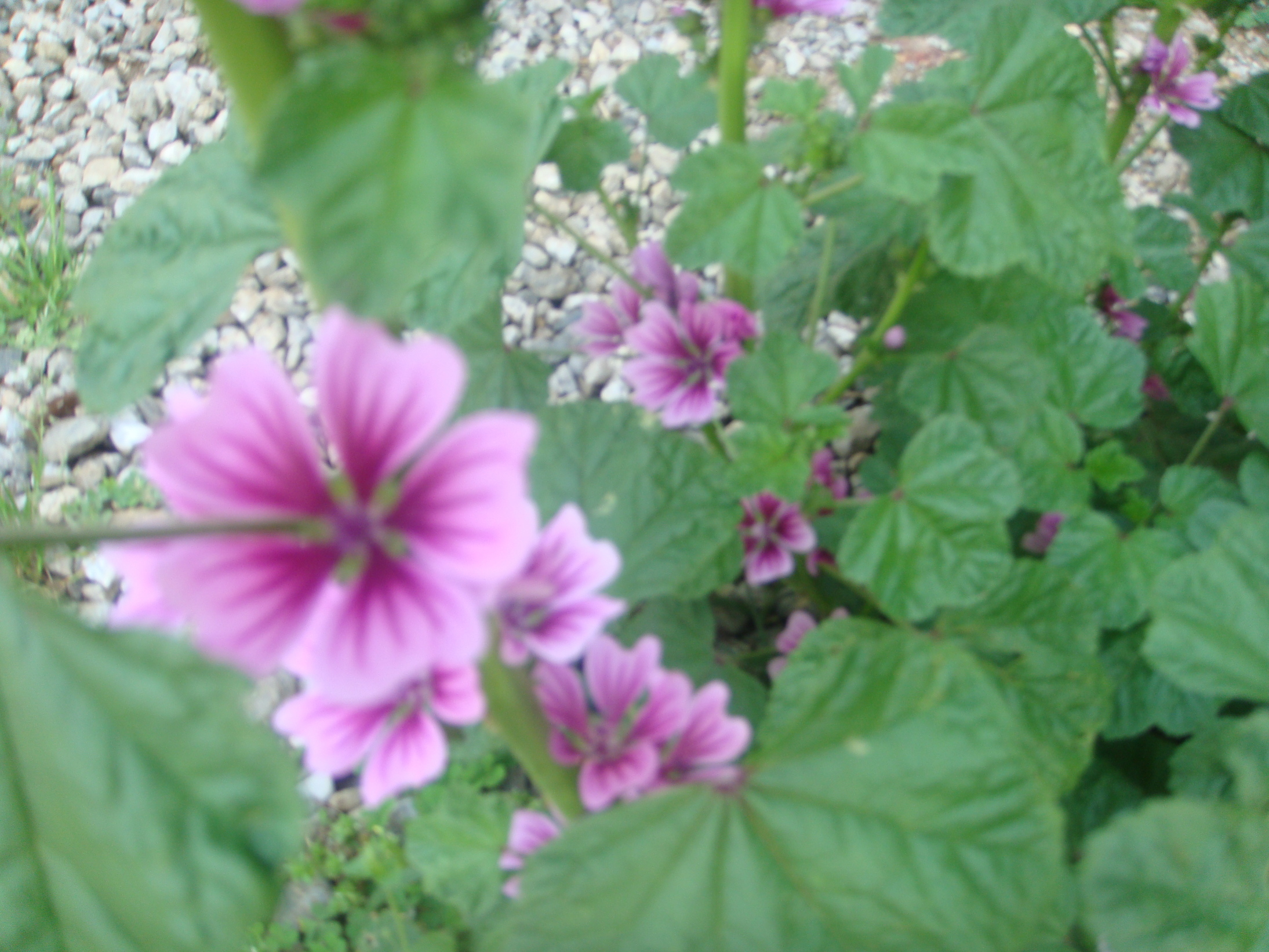 �{���Č����L