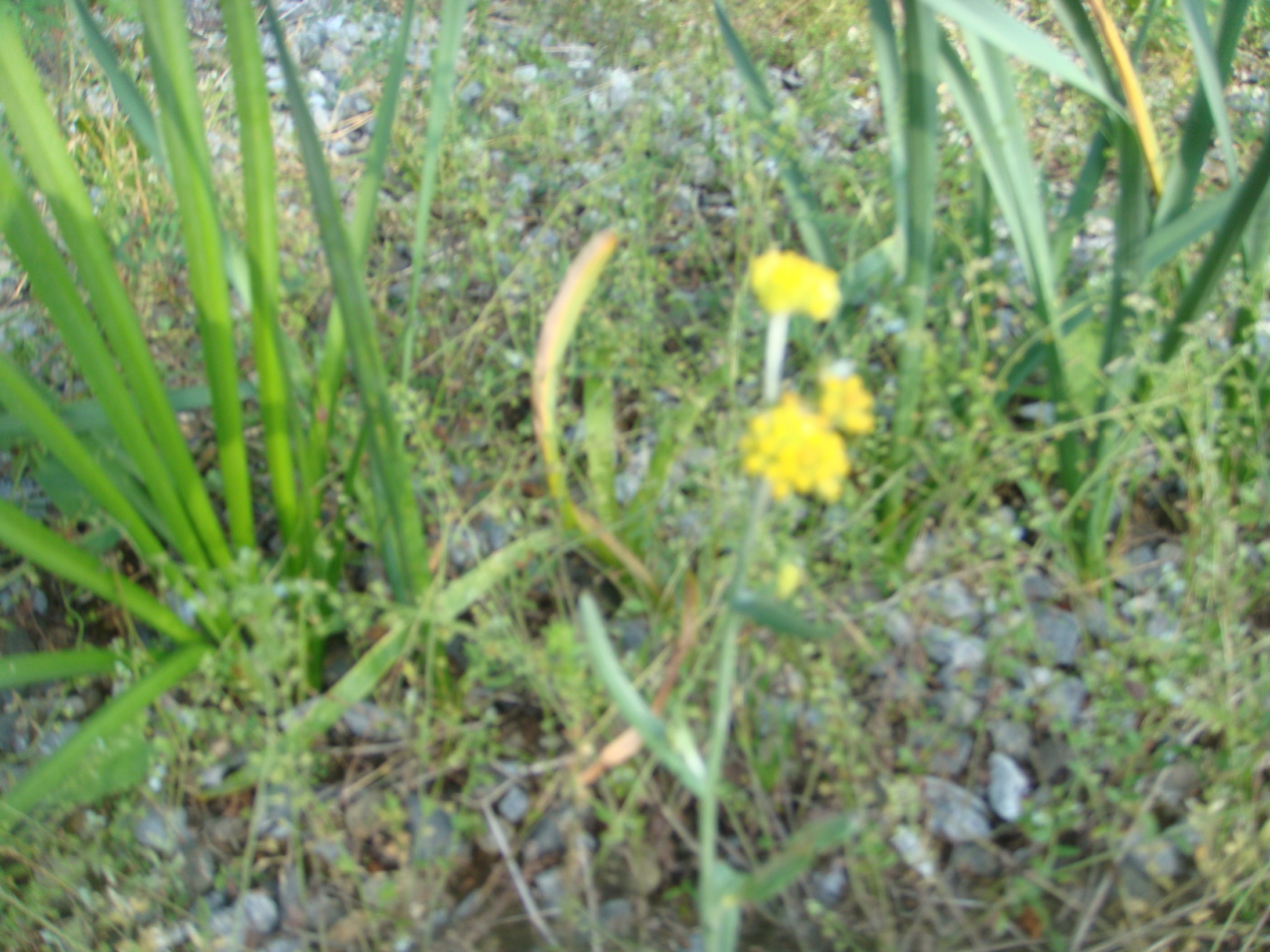 �{���Č����L