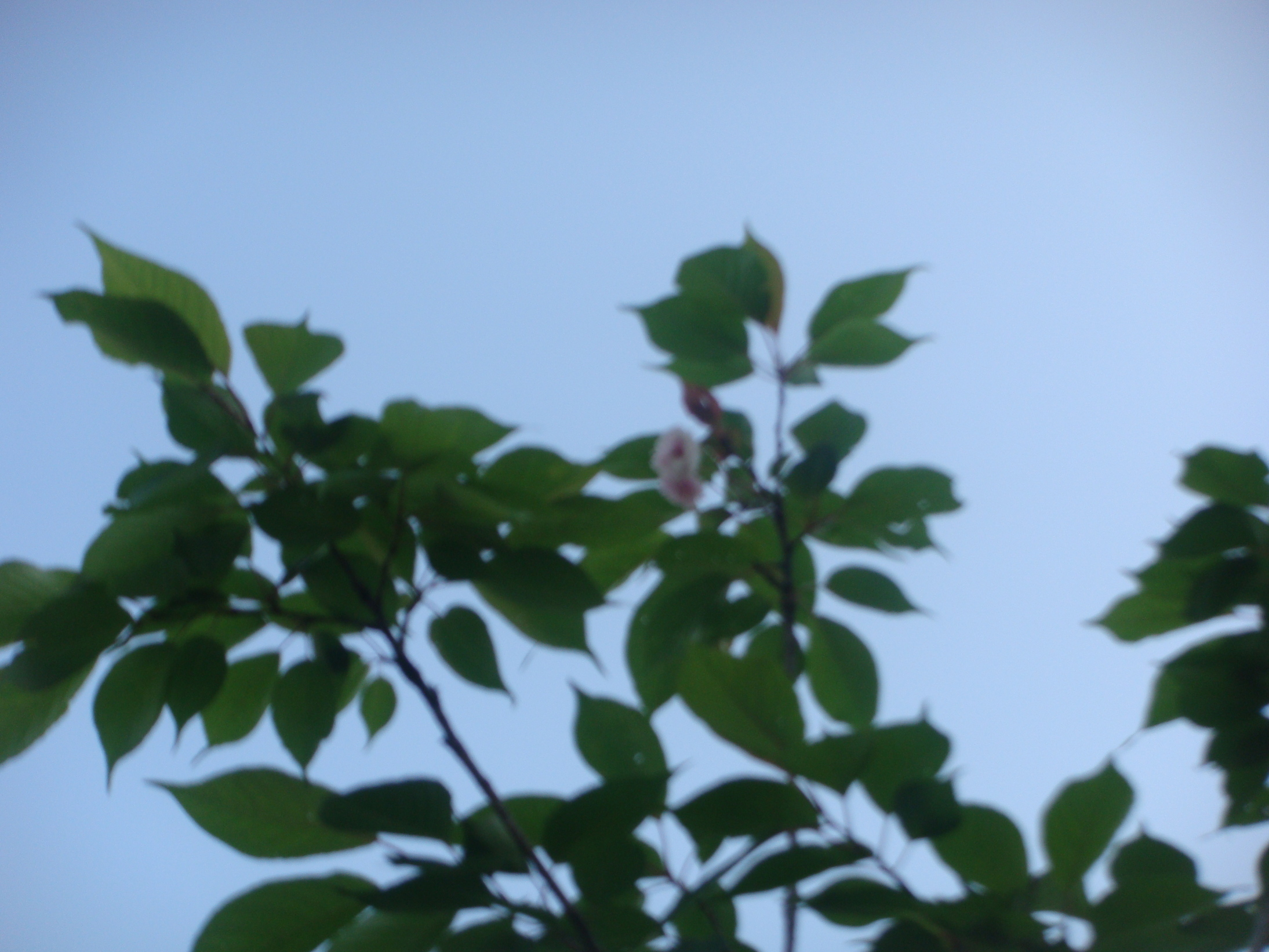 �{���Č����L