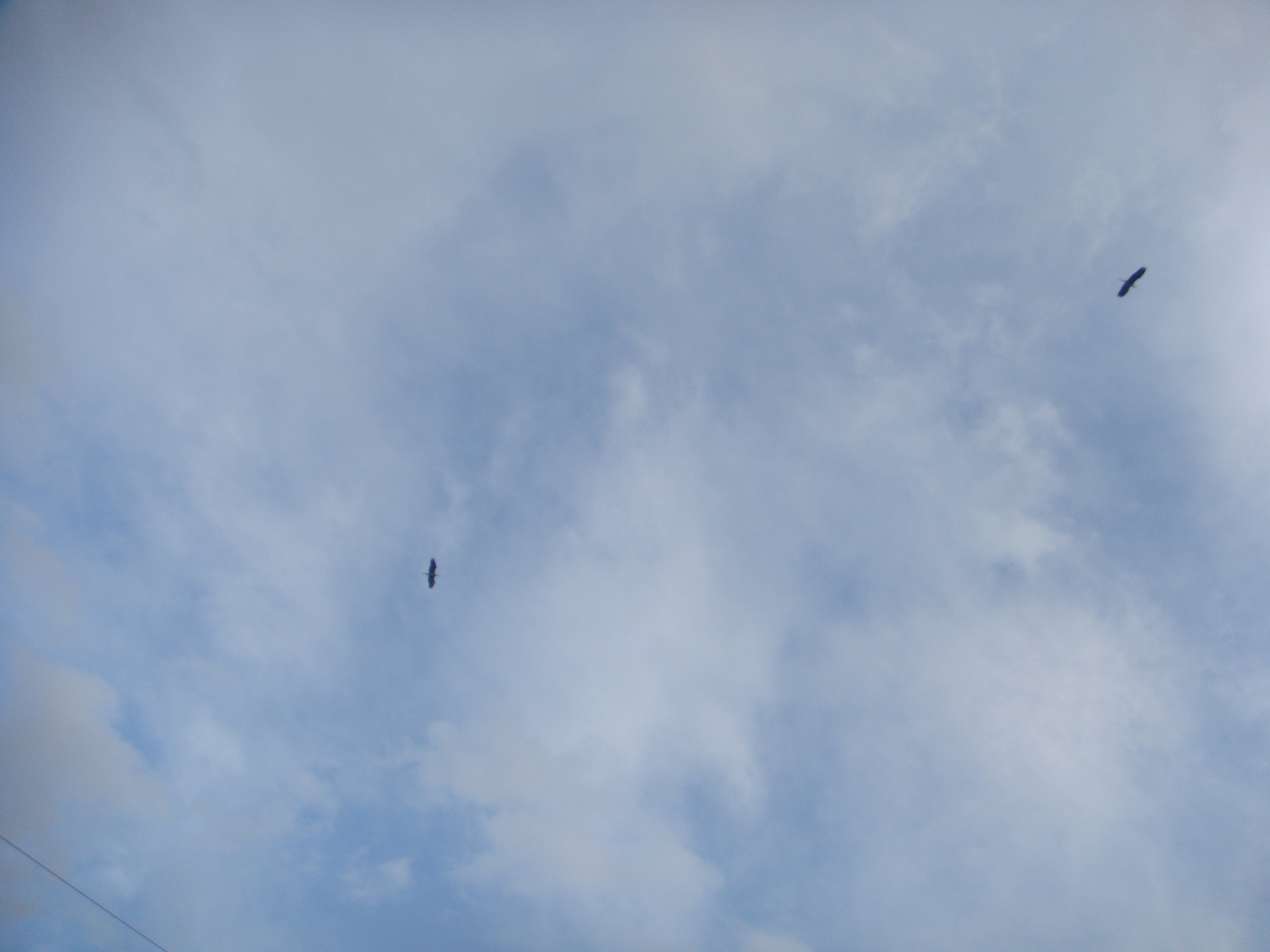 �{���Č����L