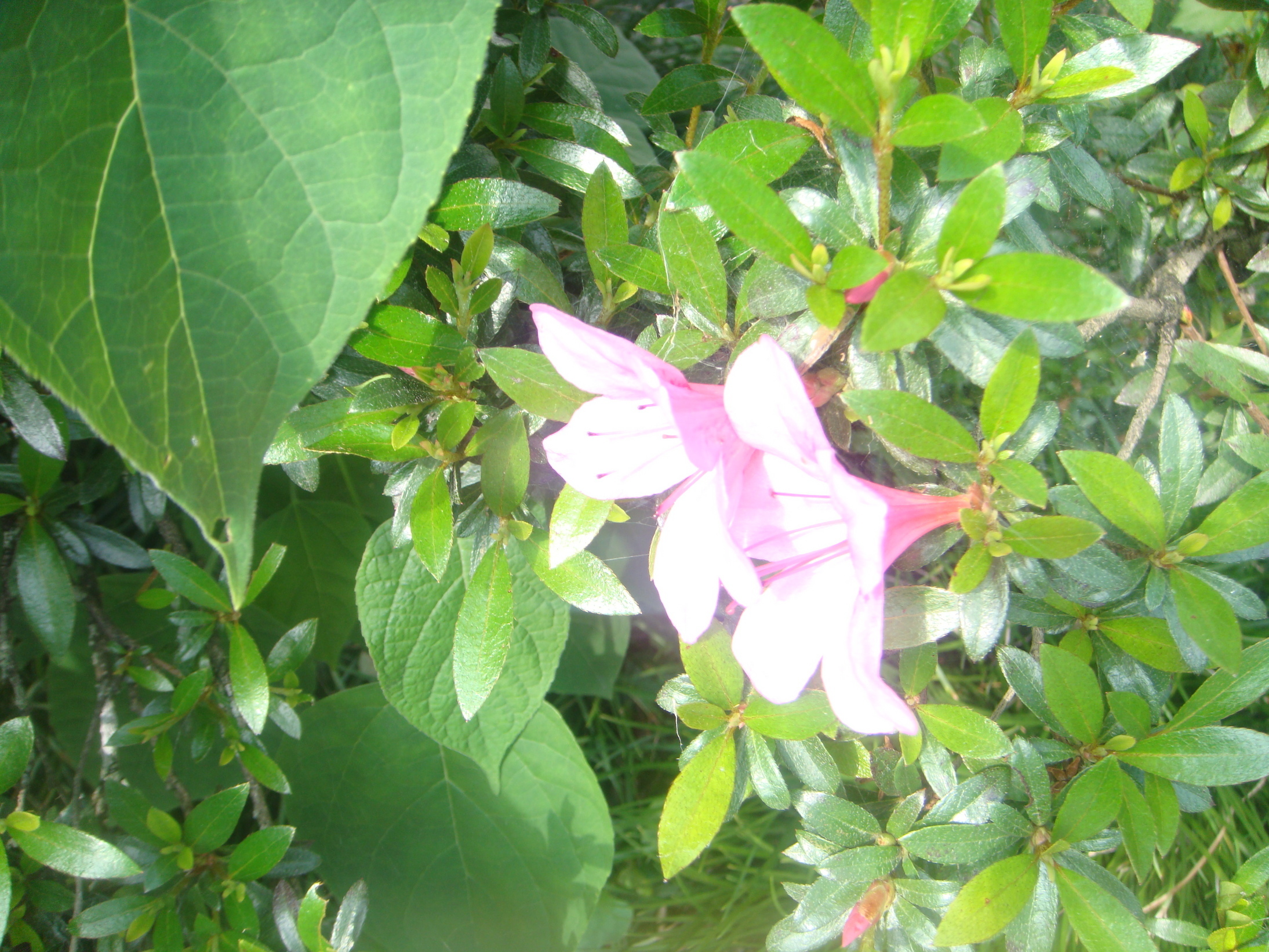 �{���Č����L