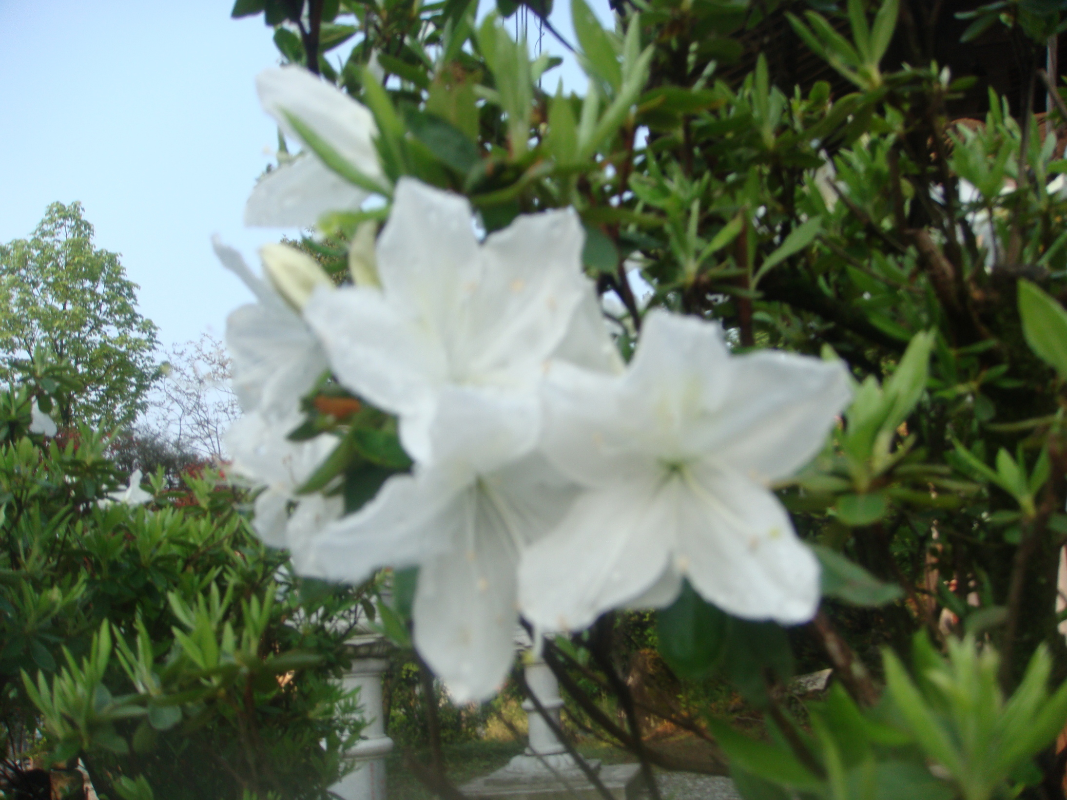 �{���Č����L