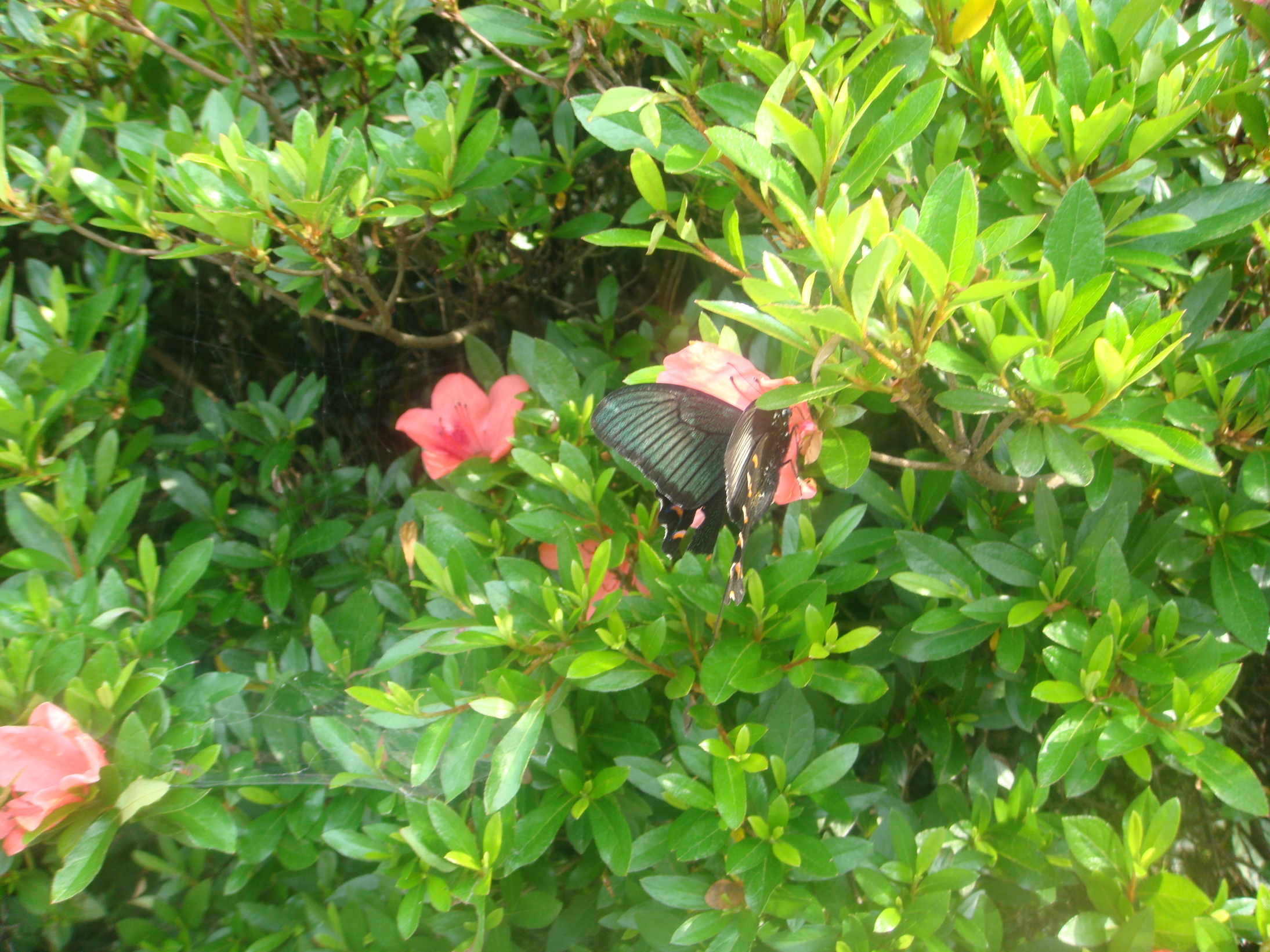 �{���Č����L