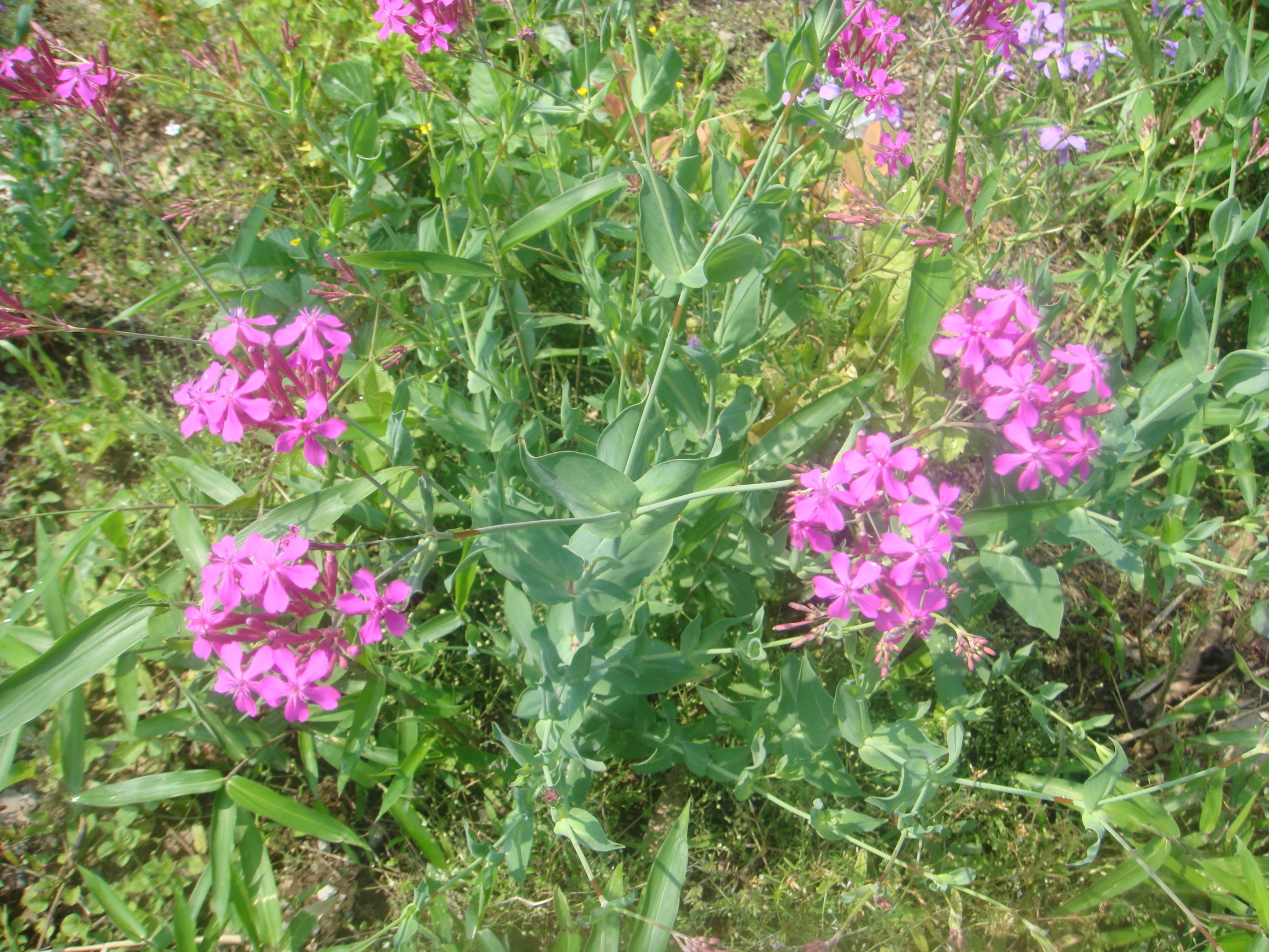 �{���Č����L