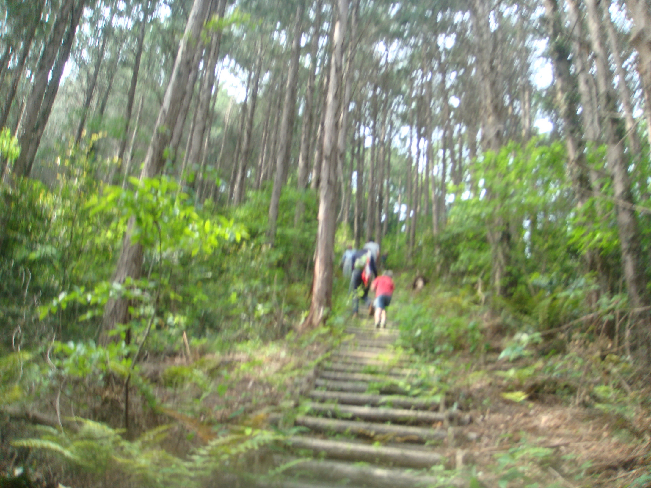 �{���Č����L