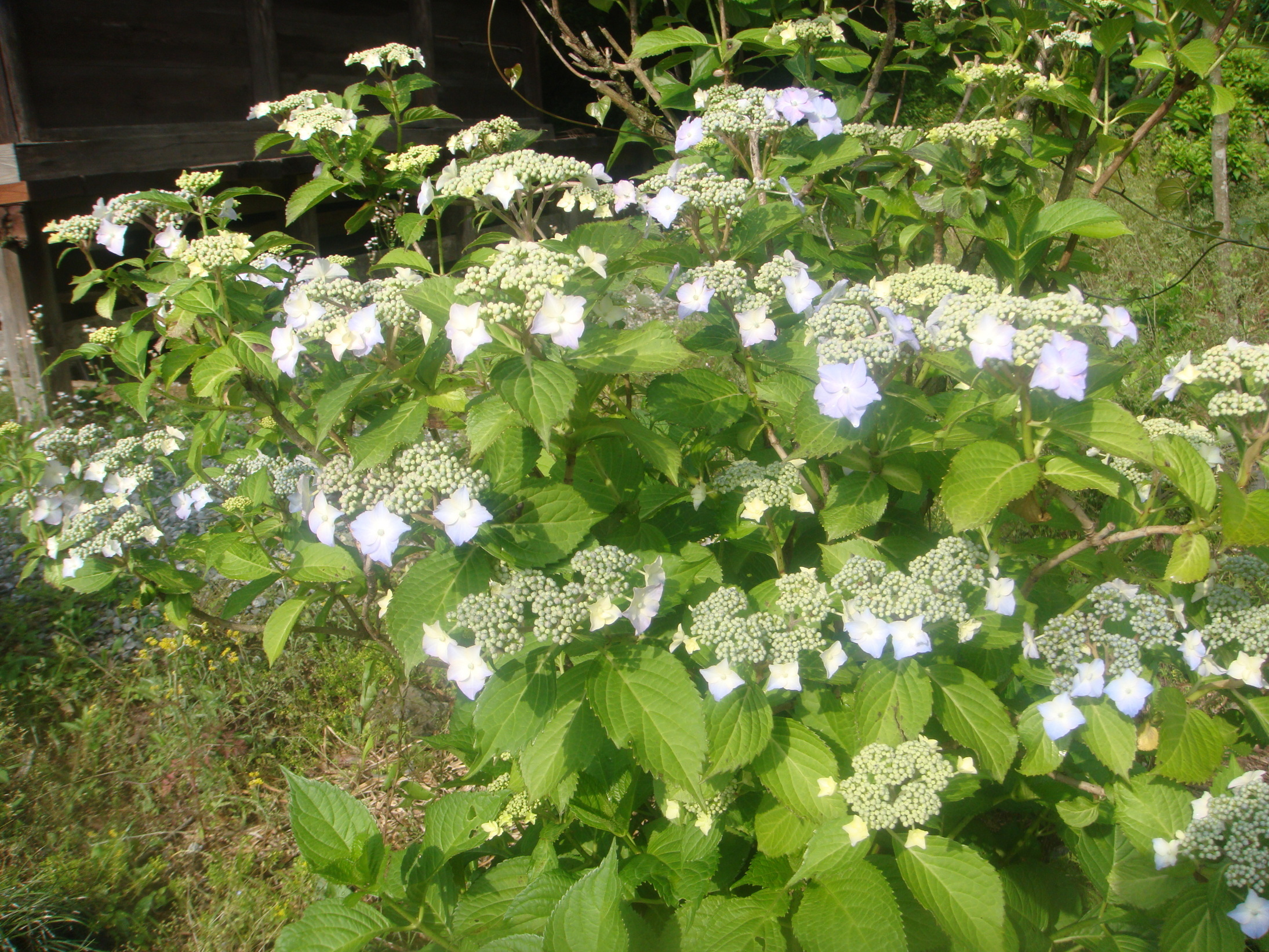 �{���Č����L