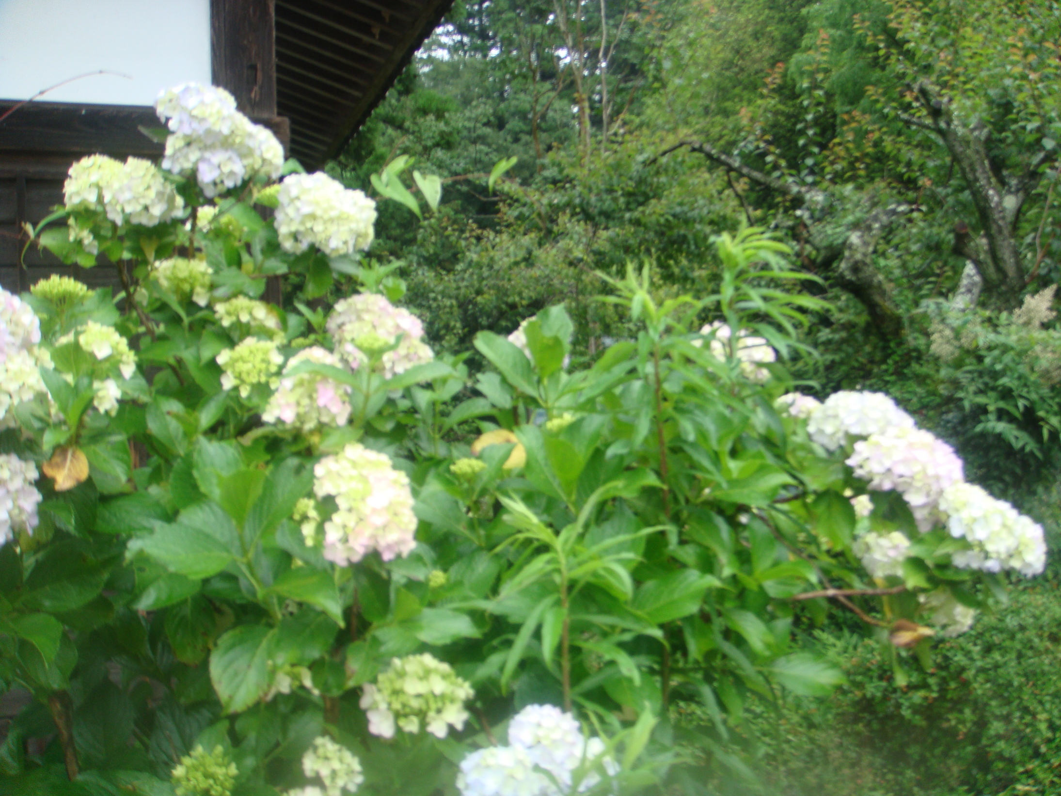 �{���Č����L