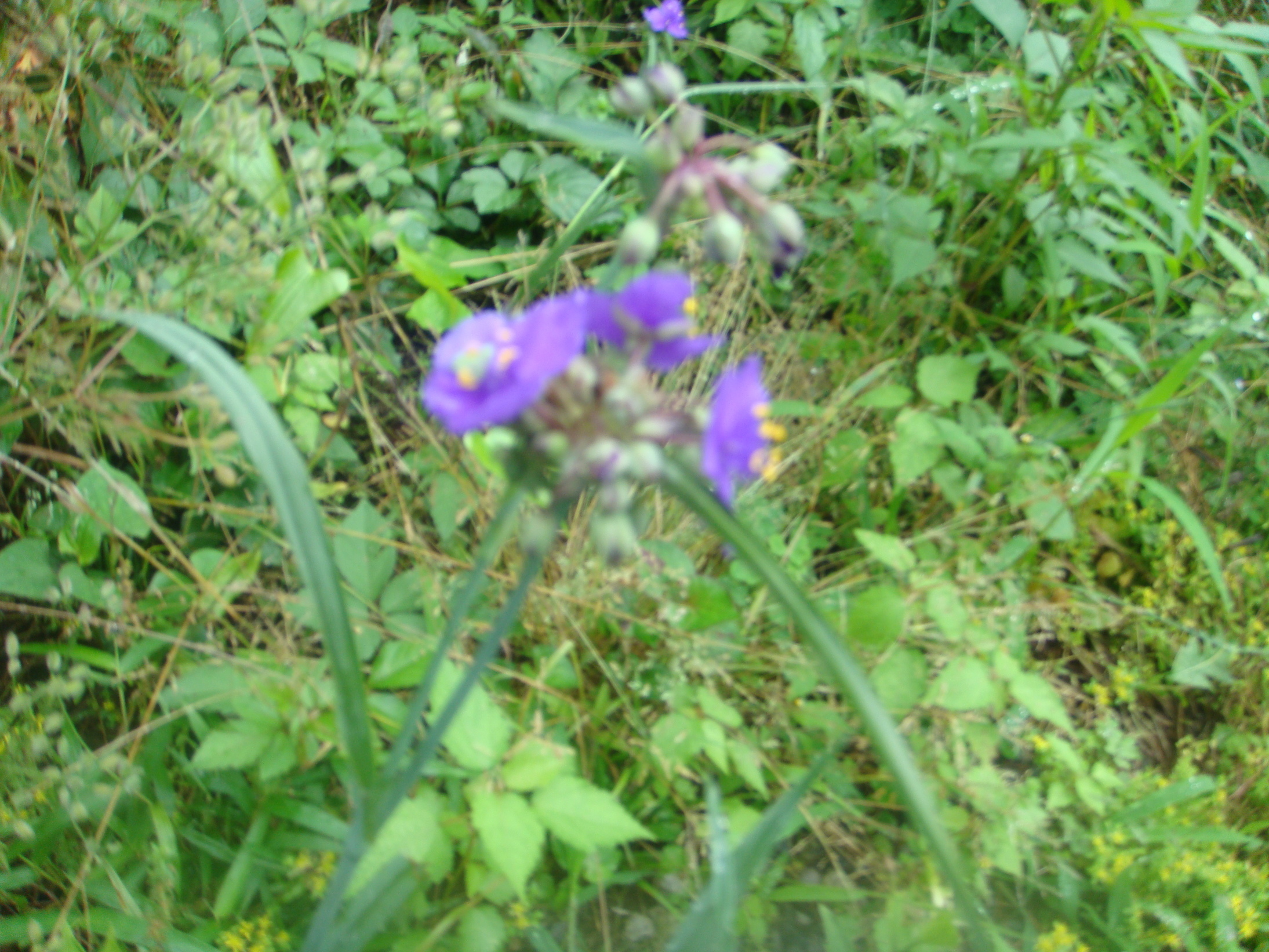 �{���Č����L