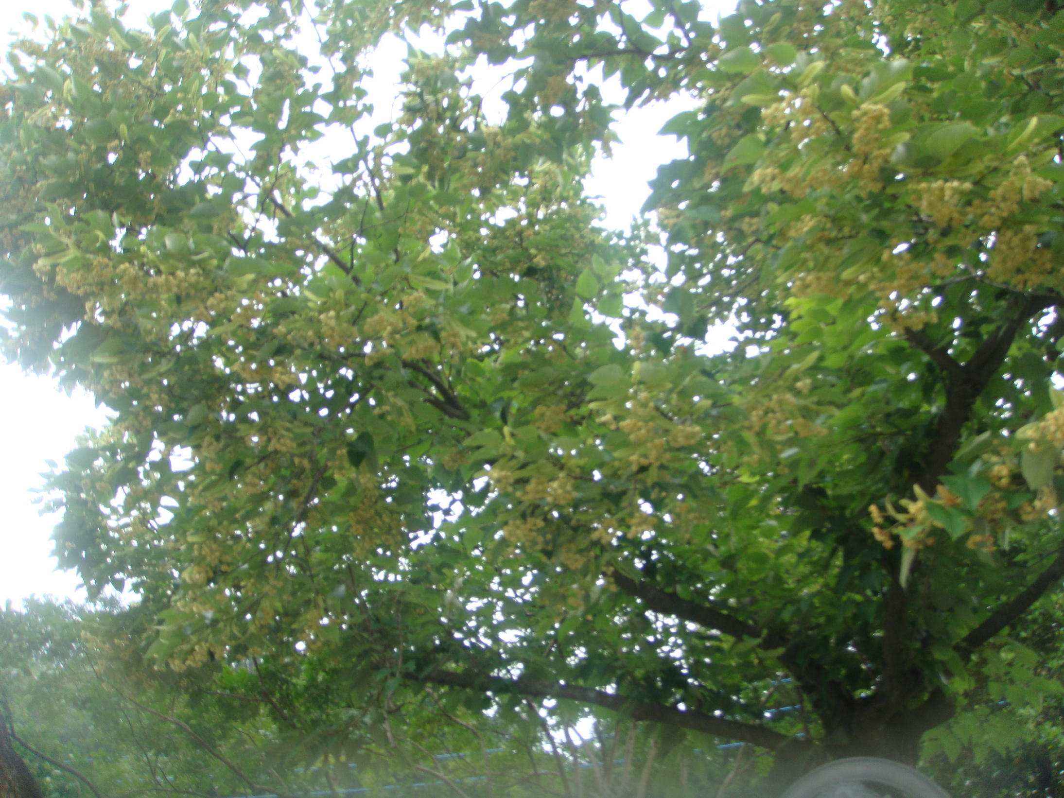 �{���Č����L