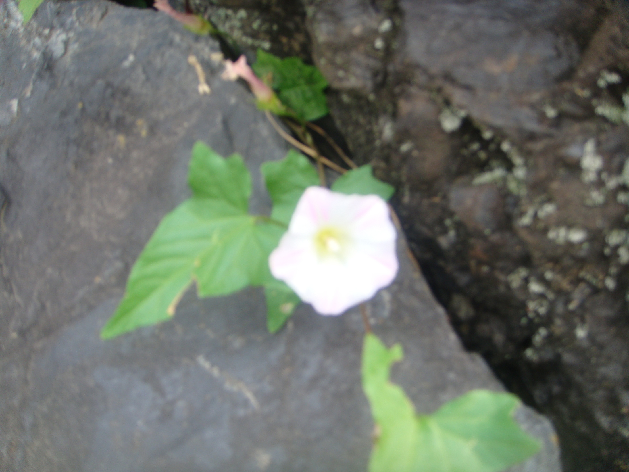 �{���Č����L