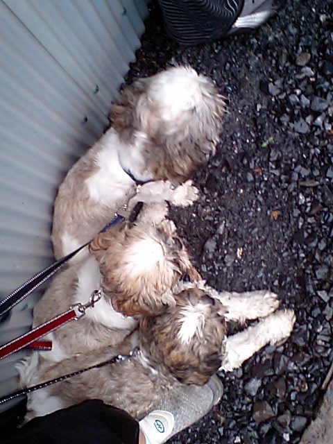 �{�X�Ɩ����Ȓ��ԒB