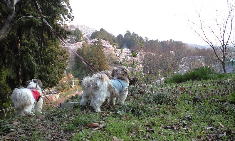 �{�X�Ɩ����Ȓ��ԒB