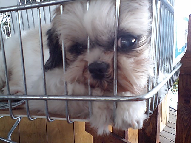 �{�X�Ɩ����Ȓ��ԒB