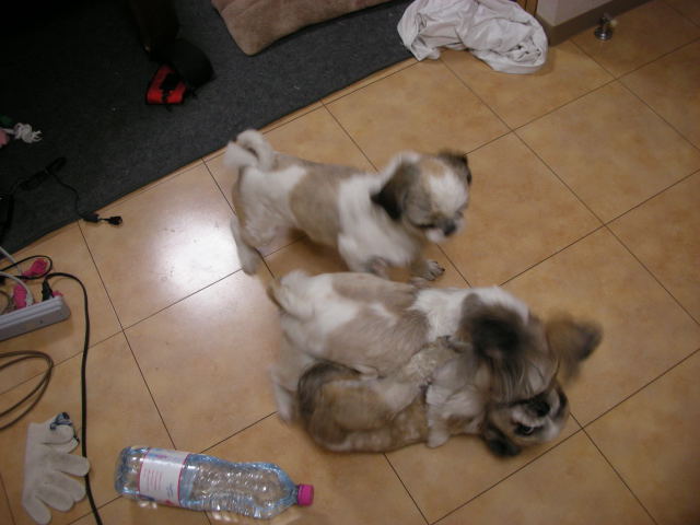 �{�X�Ɩ����Ȓ��ԒB