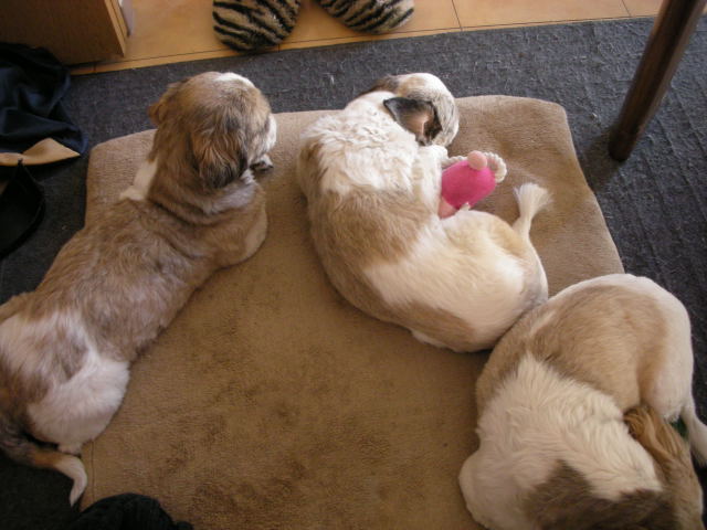 �{�X�Ɩ����Ȓ��ԒB