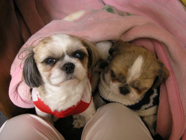 �{�X�Ɩ����Ȓ��ԒB