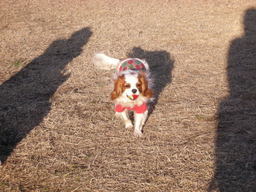 �{�X�Ɩ����Ȓ��ԒB