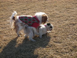 �{�X�Ɩ����Ȓ��ԒB