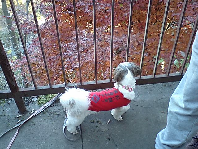 �{�X�Ɩ����Ȓ��ԒB