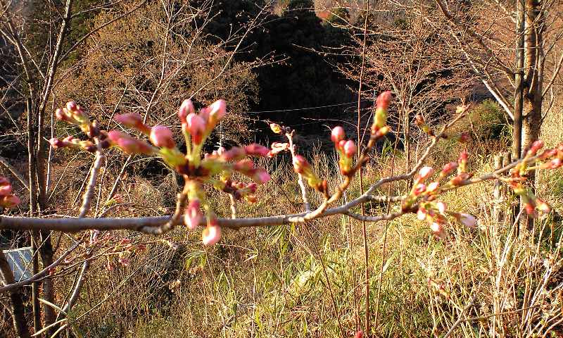 �{�X�Ɩ����Ȓ��ԒB