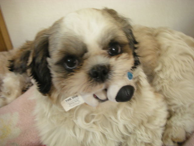 �{�X�Ɩ����Ȓ��ԒB