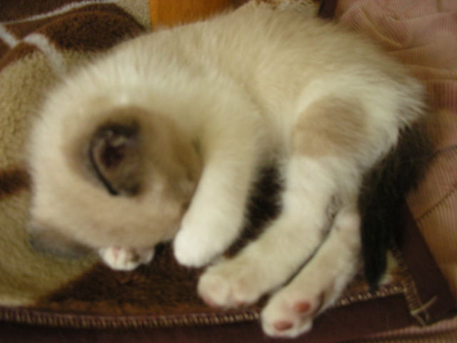 �{�X�Ɩ����Ȓ��ԒB