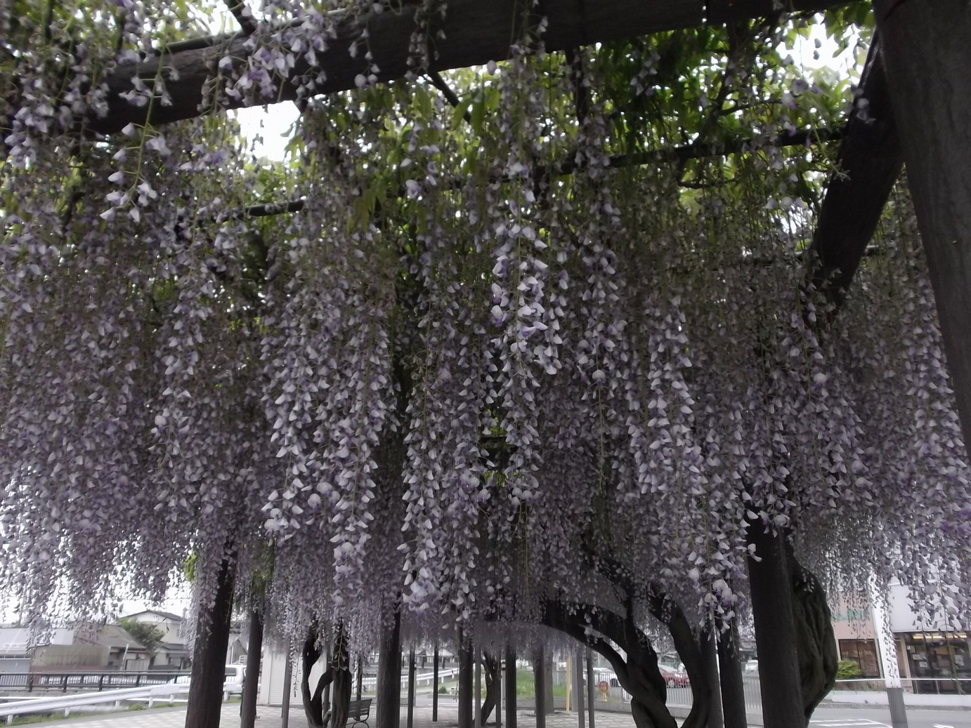 �A�g���d��@�Ȗ؉w�O�X