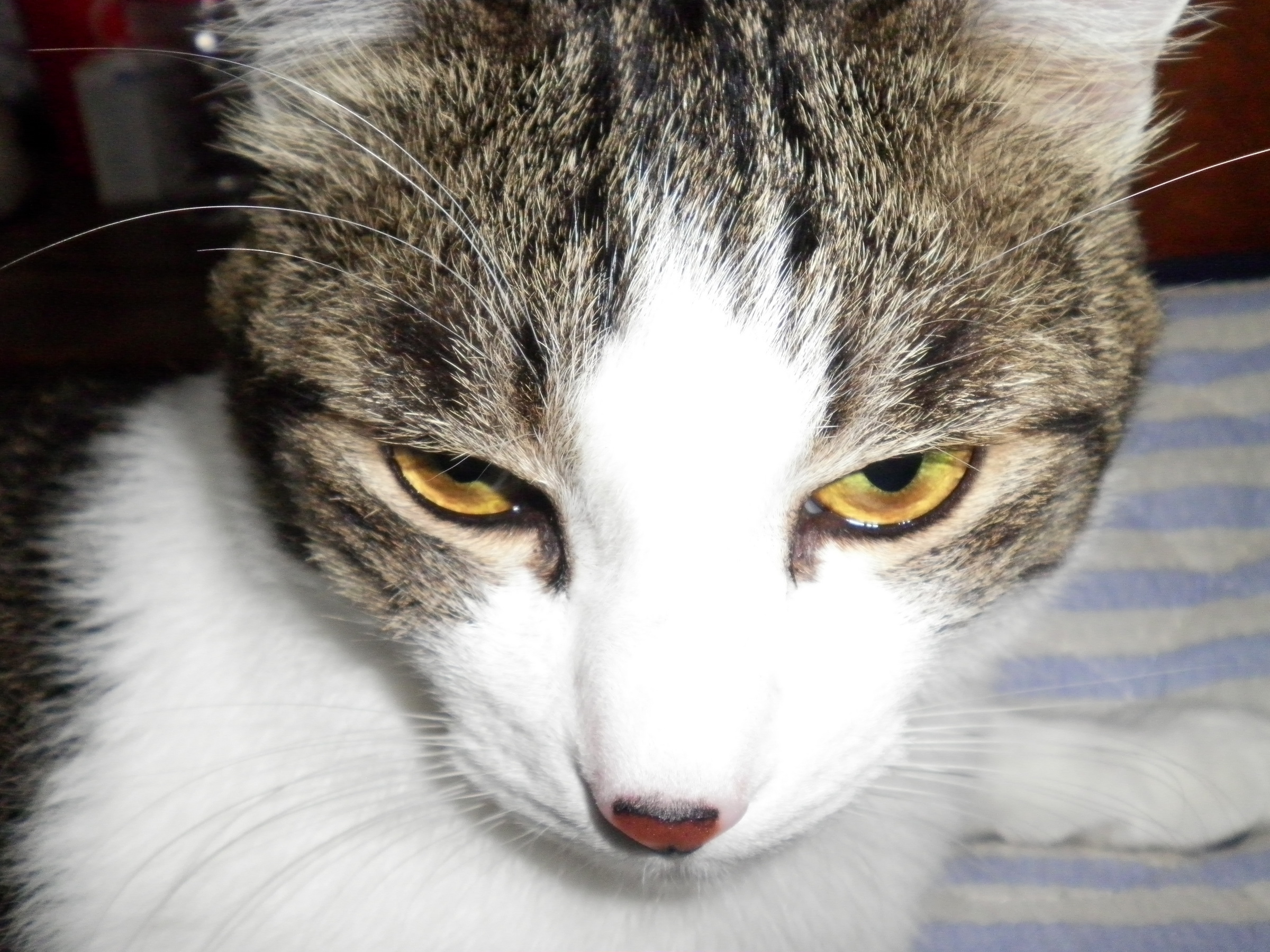 �A�g���d��@�Ȗ؉w�O�X