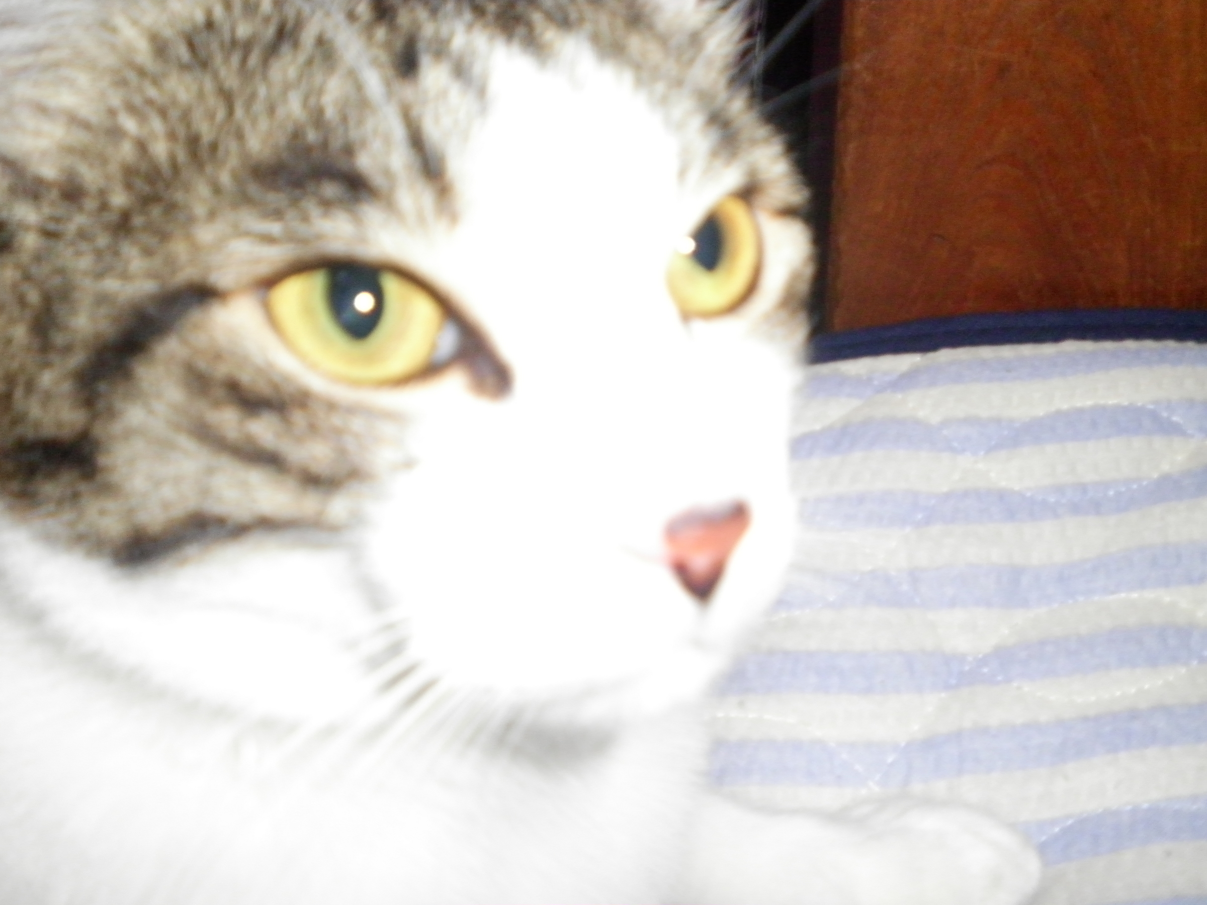 �A�g���d��@�Ȗ؉w�O�X