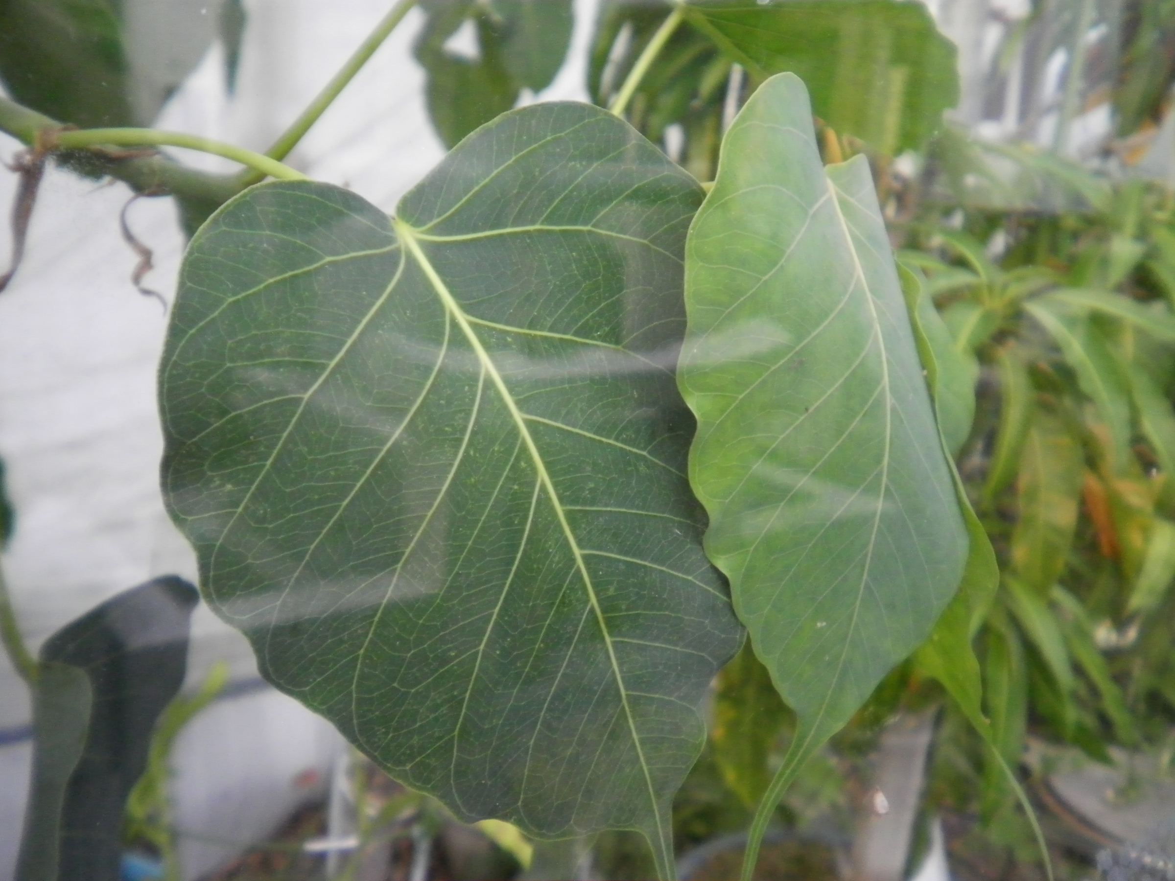 �A�g���d��@�Ȗ؉w�O�X