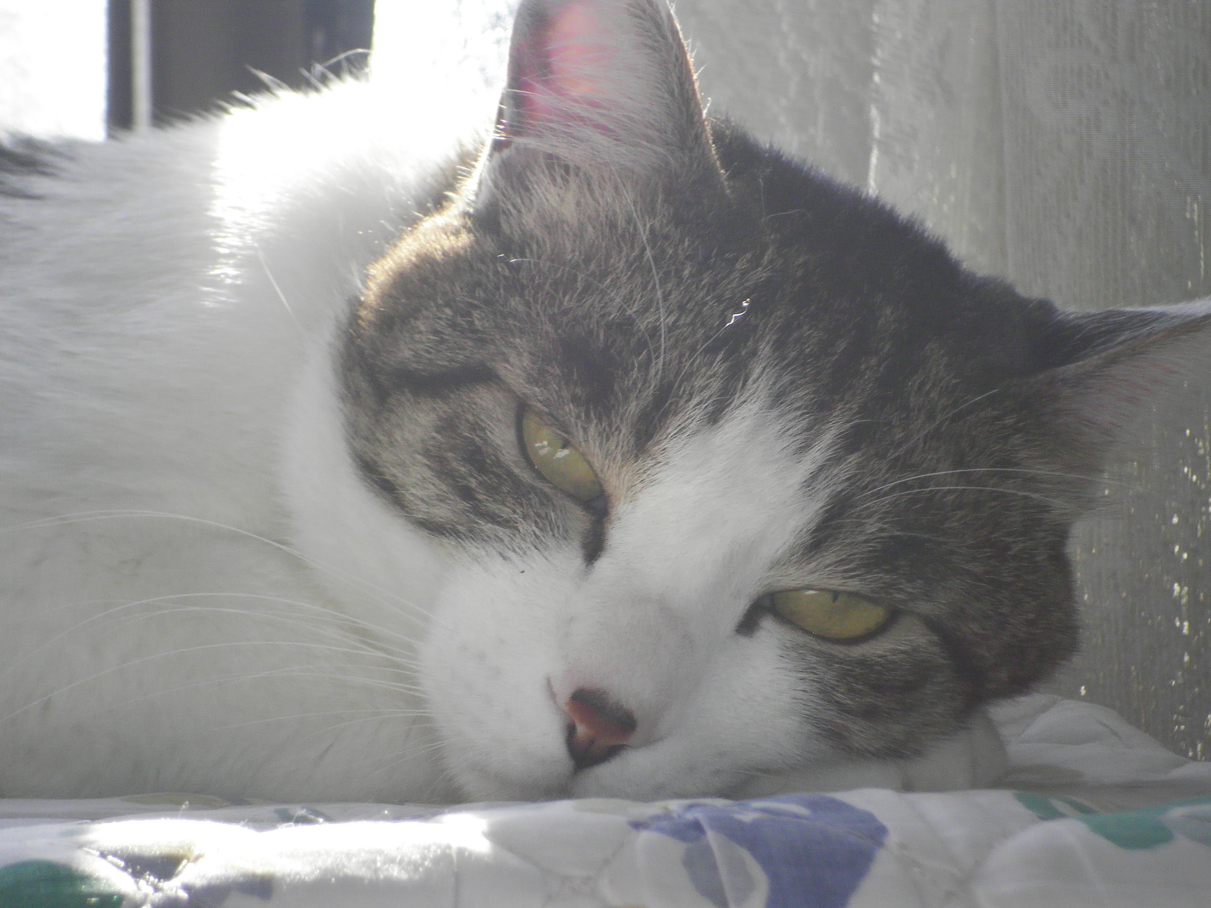 �A�g���d��@�Ȗ؉w�O�X