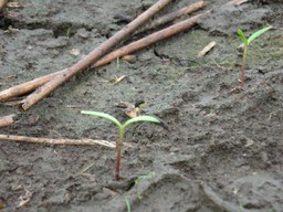 �R�X���X�������L2006