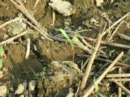 �R�X���X�������L2006