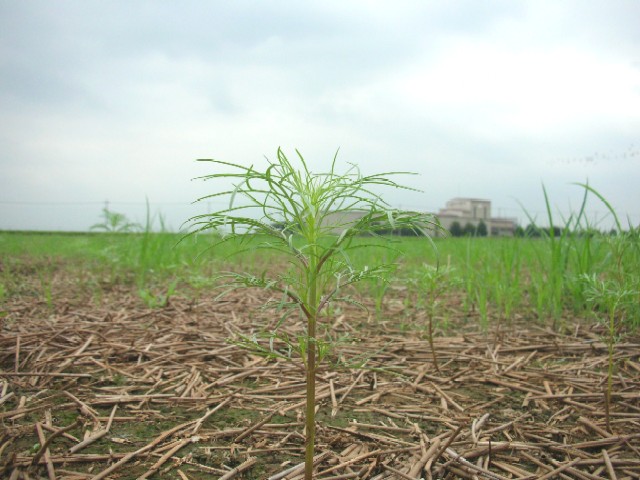 �R�X���X�������L2006