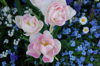 ���傢�����i���V�j�I���W�̒�