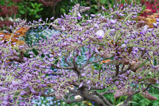 ���傢�����i���V�j�I���W�̒�