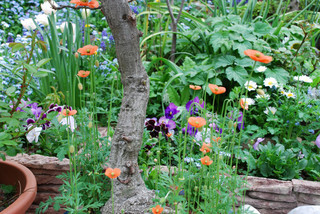 ���傢�����i���V�j�I���W�̒�