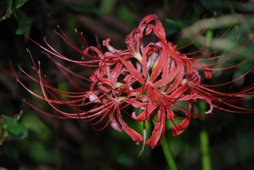 ���傢�����i���V�j�I���W�̒�