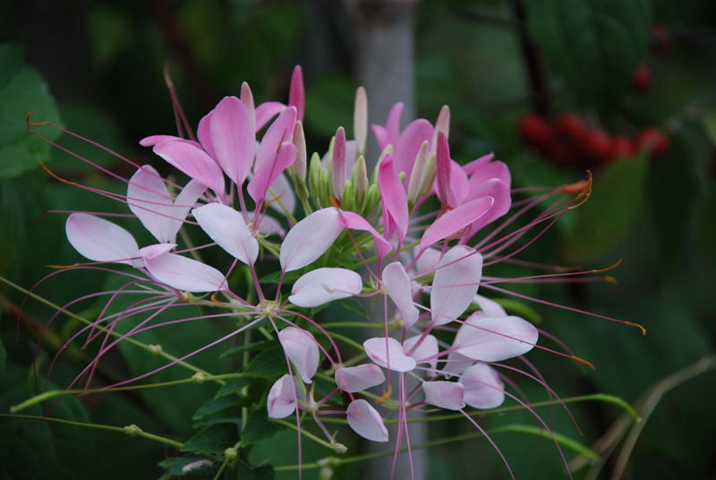 ���傢�����i���V�j�I���W�̒�