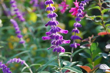 ���傢�����i���V�j�I���W�̒�