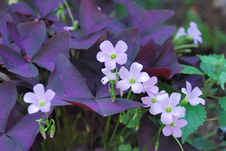 ���傢�����i���V�j�I���W�̒�